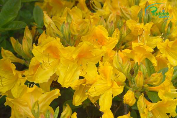 Azalia Golden Oriole